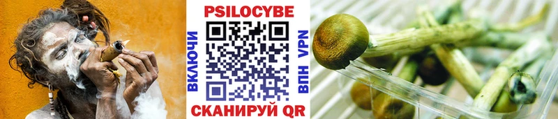 Галлюциногенные грибы Psilocybe  Ардон 